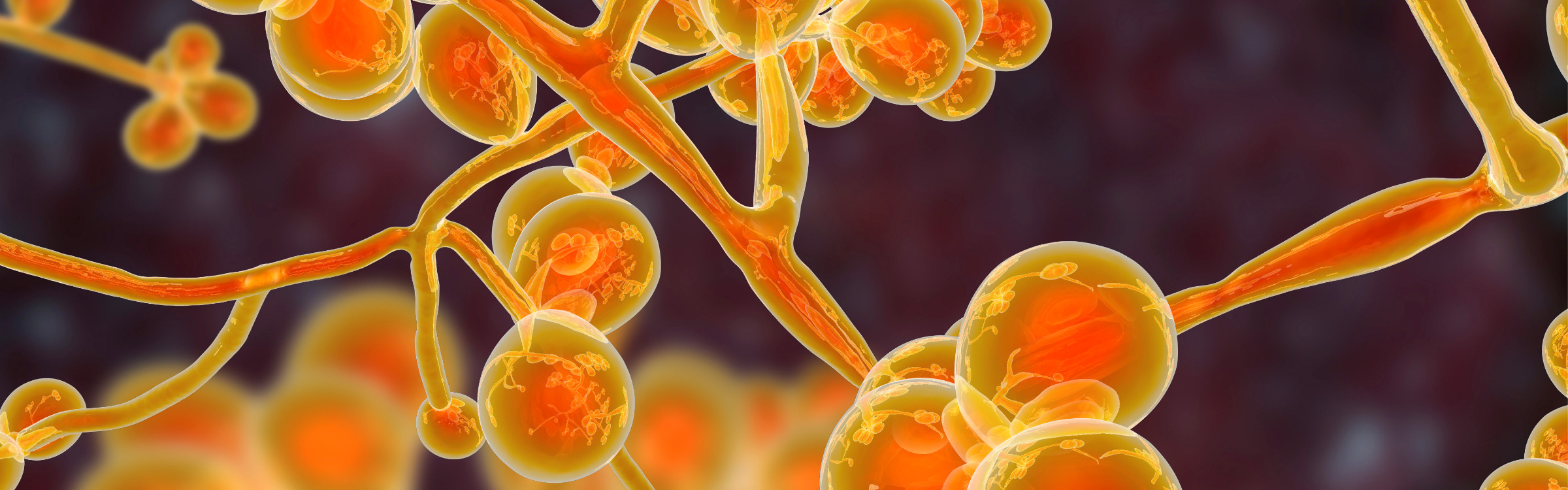 Does UV Light Kill Candida Auris?