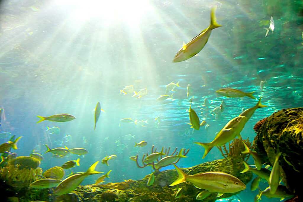 UV Light for Aquariums 1