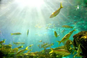 UV water purification aquarium
